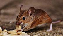 24 Hour & Emergency Exterminators in Stangelville, WI
